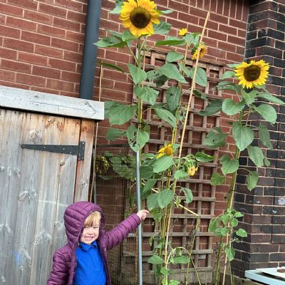 Our Sunflowers🌻